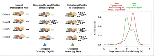 Figure 1. Schematic presentation of the transcriptional effects on target promoters. Both Smyd3 and Myc invade already active gene regulatory regions. Smyd3 amplifies the transcription of specific genes only, while Myc mediates transcription amplification of all invaded genes. Graph shows Gaussian Kernel density estimation based on the distribution of Smyd3 reads per kb per million reads (RPKM) in promoter regions (-10 kb to + 1kb from the TSS) in natural logarithm (ln) scale in all Smyd3-bound genes (green line) and in genes bound by Smyd3 and up-regulated in HCC in a Smyd3-dependent manner (red line). The bimodality of the Kernel density estimation in the promoters of all Smyd3-bound genes is indicative of Smyd3 bindings with higher (mode at right) and lower (mode at left) affinities. Smyd3-regulated genes are associated with higher affinity Smyd3 binding sites.