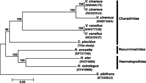Figure 1. Neighbor-joining phylogenetic tree of the long-billed plover and six other species belonging to the families Haematopodidae, Recurvirostridae, and Charadriidae, based on the concatenated nucleotide sequences of 13 protein-coding genes. Numbers on nodes indicate bootstrap support value, based on 1000 replicates, and numbers below species names indicate their GenBank accession code.