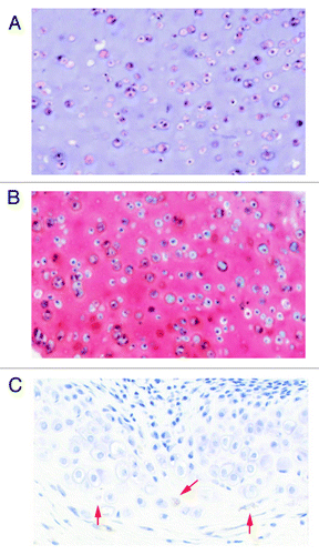 Figure 4. Representative histology of differentiated HyStem-C constructs in vitro and tracking of human hEP-derived differentiated cells in HyStem-C in tissue sections. The hEP cell line E15 (P19) was differentiated for 14 d in HyStem-C in vitro supplemented with TGFβ3 and BMP7. (A) H&E staining of differentiated E15/HyStem-C construct, (B) Safranin-O staining of differentiated E15/HyStem-C construct, (C) The cell line 4D20.8 was formulated in HyStem-C and implanted in vivo into a rat femoral defect for four weeks and transplanted cells were localized with anti-human mitochondrial antibody and H&E staining (red arrows).
