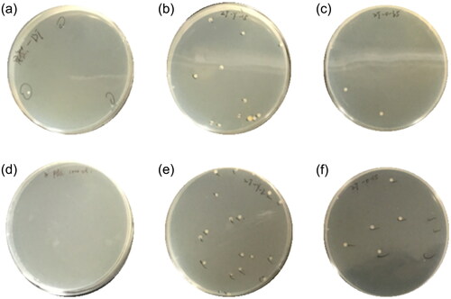 Figure 12. Field experiment with the two best geometrically optimized samplers (angle 45°, 10 mm, inverted cone; and angle 60°, 10 mm, inverted cone). (a) natural collection of biological particles without biological sampler (positive control); (b) angle 60°, 10 mm, inverted cone; (c) duplicate: angle 60°, 10 mm, inverted cone; (d) PBS as the negative control group; (e) angle 45°, 10 mm, inverted cone; and (f) duplicate: angle 45°, 10 mm, inverted cone.