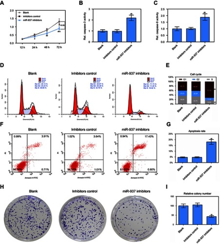 Figure 3 Effect of down-regulated miR-937 on apoptosis and proliferation. (A) The cell viability was detected by CCK8 assay in MCF7 cells transfection with inhibitors and their negative control; (B and C) the caspase-3/9 activities measured using biochemical analysis in MCF7 cells transfection with inhibitors/negative control; (D and E) cell cycle was estimated by flow cytometry assay in MCF7 cells transfection with inhibitors/negative control; (F and G) cell apoptosis was detected by flow cytometry assay in MCF7 cells transfection with inhibitors/negative control; (H and I) colony formation was used to detect the ability of cell proliferation in MCF7 cells transfection with inhibitors/negative control. Data are presented as the mean ± standard deviation. ap<0.05 versus blank group, bp<0.05 versus inhibitors group.