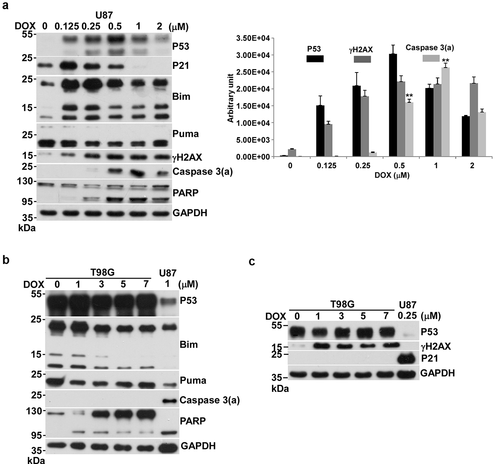 Figure 1. Effects of DOX on apoptosis in U87 and T98G cells. Cells were incubated with various concentrations of DOX in 10-cm plates for 24 h and harvested for Western blotting. Immunoblot images of p53, p21, Bim, Puma, γH2AX, caspase 3(a) or PARP are shown. GAPDH served as a loading control. Immunoblot images of p53, γH2AX and caspase 3(a) normalized to GAPDH were quantitated as shown (**P < 0.01). The immune blots were cropped from different parts of the same gels and visualized by ECL under various exposure conditions dependent on the activity of antibodies. Representative blots from triplicate experiments are shown. a) DOX-treated U87 cells. b) DOX-treated T98G cells. c) DOX-treated T98G cells.