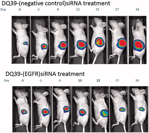 Figure 4. Tumour growth inhibition by EGFR-siRNA complexes with DQ39 piperazine-substituted chitosan. Images show luciferase bioluminscence of A549Luc cells assessed by whole animal bioluminescent imaging (IVIS) of DQ39-(negative control)-siRNA (upper images) and DQ39-(EGFR)-siRNA complexes (lower images) at day −8, −1, 6, 13, 22, 27, and 34 of the treatment. IVIS images following one selected mouse per group are shown. Graph shows mean bioluminescent intensity relative to pretreatment values.