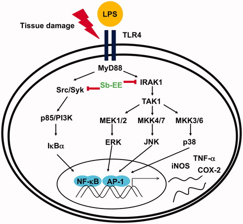 Figure 6. Schematic diagram of the anti-inflammatory properties of Sb-EE through inhibition of AP-1 and NF-κB signalling.