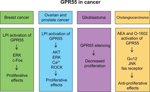 Figure 4 Summary of current known roles of GPR55 in cancer.Abbreviations: AEA, anandamide; AKT, Protein Kinase B; ERK, extracellular signal-regulated kinase; GPR55, G protein-coupled receptor 55; JNK, c-Jun N-terminal kinase; LPI, lysophosphatidylinositol; ROCK, RhoA-associated protein kinase.