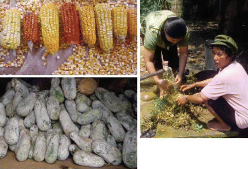 Figure 4. Traditional cultivated upland crops of maize, white gourd, and peanut in Daka. Photo by Yongneng Fu.