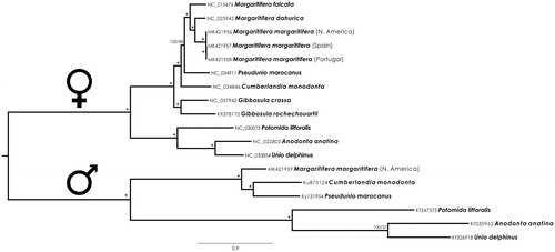 Figure 1. Margaritiferidae and Unionidae Bayesian phylogenetic tree of Male and Female mitogenomes sequences based on concatenated nucleotide sequences of 13 mitochondrial protein-coding genes and the two rRNA genes. GenBank accession numbers are behind species names, numbers at the nodes indicate the percentage posterior probabilities and bootstrap support values. The * above the branches indicate posterior probabilities and bootstrap support values > 95%.