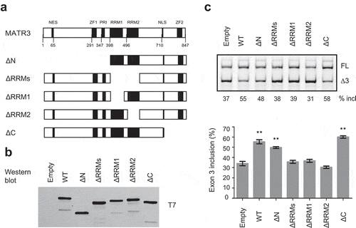 Figure 4. MATR3 promotes exon 3 inclusion through its RRM domain. (a) Diagram of the primary structure of MATR3 and its mutants. Mutant ΔN lacks the first 397 amino acids at the N terminus; mutant ΔRRMs lacks both RRMs (amino acids 398–571 being deleted), mutant ΔRRM1 lacks RRM1 (amino acids 398–473 being deleted), ΔRRM2 lacks RRM2 (amino acids 496–571 being deleted), and ΔC lacks 129 amino acids at the C terminus (from 719 to 847). (b) Western blotting using anti-T7 antibody shows proper expression of all mutants. (c) The effects of MATR3 mutants on PDCD1 minigene exon 3 splicing were analysed in HEK293 cells; Quantitation of exon 3 inclusion from three independent experiments is shown in the histogram below. **P< 0.01, versus T7-empty vector (n = 3).