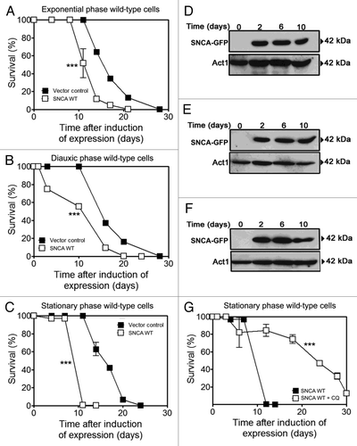 Figure 1. Autophagy modulation rescues aged cells from SNCA-induced toxicity. Chronological life span of wild-type cells expressing SNCA WT, under the control of a Tet-On promoter, or harboring the vector control. SNCA WT expression was induced at (A) exponential, (B) diauxic or (C) stationary growth phases and cell viability was measured at 2–3 d intervals. SNCA WT levels in wild-type cells in which expression was induced at the different growth phases, (D) exponential, (E) diauxic or (F) stationary. (G) Chronological life span of stationary wild-type cells expressing SNCA WT in the presence or absence of chloroquine (CQ), an inhibitor of autophagy. The data represent mean ± SEM of three biological independent replicas. Significance of the chronological life span curves was determined by two-way ANOVA (***p < 0.001).