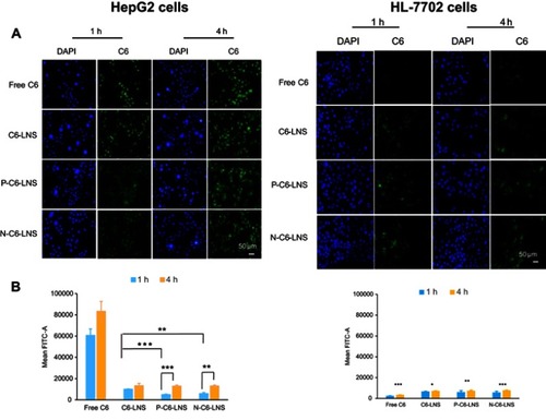 Figure 5 (A) Fluorescence microscopy images of HepG2 cells and HL-7702 cells after incubation with various formulations of coumarin-6 (C6) for 1 or 4 hrs including free C6 (Lane 1), C6-LNS (Lane 2), P-C6-LNS (Lane 3) and N-C6-LNS (Lane 4), for which blue and green represent the fluorescence of DAPI and C6 (bar represents 50 μm). (B) Internalization rates of the free C6, C6-LNS, P-C6-LNS and N-C6-LNS analyzed by flow cytometry. Data were given as mean ± SD (n= 3), *p<0.05, **p<0.01, ***p<0.001.Abbreviations: C6, coumarin-6; DAPI, 2-(4-amidinophenyl)-6-indolecarbamidine dihydrochloride.