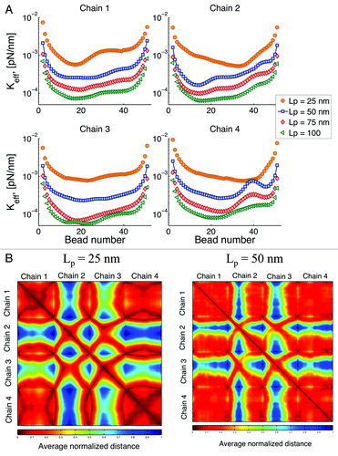 Figure 9. (A) Effective spring constant after global increase of persistence length (Lp). From Eqn. (3) increasing Lp, results in a decrease of the “stiffness” of the chains. (B) Interaction heat maps for two different values of Lp. Reducing in persistence length results in an increase of the intra-chain interaction and a decrease of the inter-chain interactions.