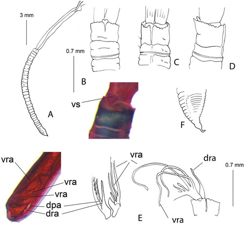 Figure 3. Euchone anceps sp. nov. holotype. (A) Entire worm; (B) collar ventral view (drawn and photographed); (C) collar dorsal view; (D) collar lateral view; (E) internal structures of the crown (stained with SHIRLASTAIN); (F) pre-pygidial depression.dpa: dorsal pinnular appendage; dra: dorsal radiolar appendage; vs: ventral sacs; vra: ventral radiolar appendage.