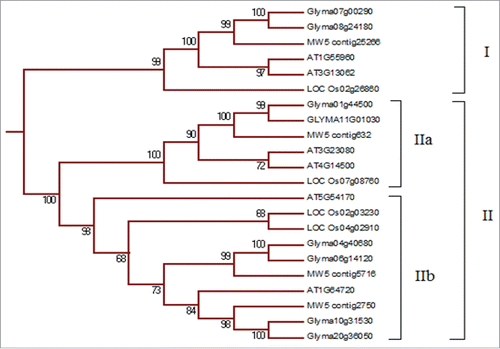 Figure 2. A clade consisting of TM-START proteins of Arabidopsis, chickpea, rice and soybean. From the phylogenetic tree of 149 START proteins, 22 TM-START proteins of which six are from Arabidopsis, 8 from soybean, and four each from rice and chickpea were identified.