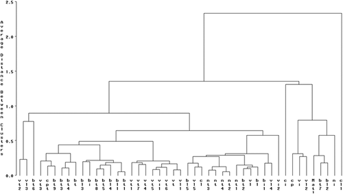 Figure 3. Cluster analysis of 47 cultivated sweet cherry genotypes based on physical fruit traits