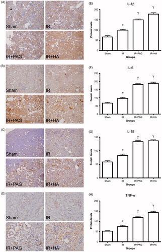 Figure 4. Expression of pro-inflammatory cytokines in kidney after IRI. Immunohistochemical analysis of IL-1β (A), IL-6 (B), IL-18 (C) and TNF-α (D) in kidney after IRI. Levels of IL-1β (E), IL-6 (F), IL-18 (G) and TNF (H) were compared among different groups. Notes: Data shown are mean ± SEM; *statistically significant from sham group (p < 0.01); γstatistically significant from IR group (p < 0.01); n = 6 each.