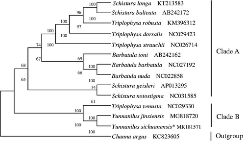 Figure 1. The phylogenetic analyses investigated using neighbor-joining (NJ) and maximum likelihood (ML) methods analysis indicated evolutionary relationships among 14 taxa based on the nucleotide sequences of 13 concatenated protein-coding genes. The yielded NJ tree had a same topology as that of ML tree. NJ posterior probability and ML bootstrap support values are shown on the nodes. Channa argus (GenBank: KC823605) was used as an outgroup.