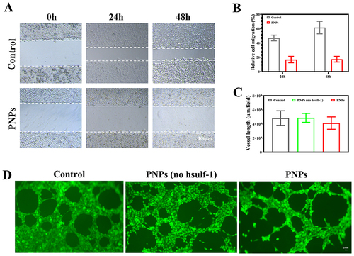 Figure 4 Hsulf-1 suppresses migration and angiogenesis. (A) Wound healing assays of HepG2 cells. Scale bar: 100 μm. Histograms show relative cell migration (B). Hsulf-1 inhibits VEGF-induced tube formation of HUVECs (C and D). Scale bar: 25 μm.