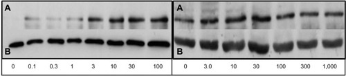 Figure 1 Films of immunoblots for nuclear p65 in ThP-1 cells (left) and RaW 264.7 cells (right) dosed with lPs after 1 hour.Notes: Films are displayed with corresponding lPs dose below in ng/ml. On top are p65 1-minute films (A) along with 10-second actin films on the bottom (B). This figure is representative of three experiments (n=3).Abbreviation: lPs, lipopolysaccharide.