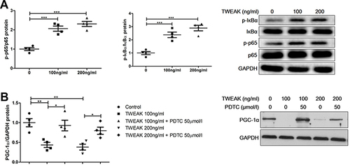 Figure 7 PDTC attenuated TWEAK regulation of PGC-1α expression. (A) HK2 cells were treated with rhTWEAK at the indicated concentration for 30 minutes. Thereafter, p-p65, p65, p-IκBα, and IκBα levels were detected using Western blotting; the representative band is displayed. (B) HK2 cells were preincubated with 50 μM PDTC for 1 h, and then incubated with rhTWEAK at the indicated concentration for 48 h. PGC-1α level was detected using Western blotting; the representative band is displayed. The results are expressed as mean ± SEM; *p < 0.05, **p < 0.01, ***p < 0.001.