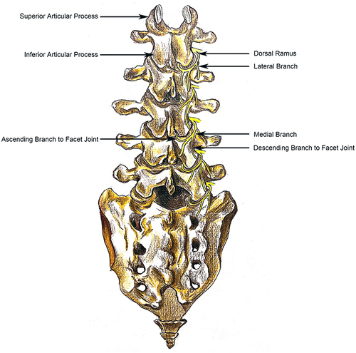 Figure 2 The course of the medial branch of dorsal ramus from the lumbar spinal nerve.