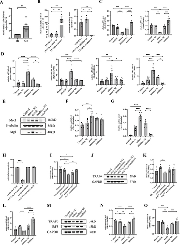 Figure 6 miR-125a-5p participated in the polarization of M2 macrophage by regulating TRAF6. (A) miR-125a-5p expression levels in M1 and M2 macrophage (n=6). (B) miR-125a-5p expression levels in BMDM transfected with miR-125a-5p mimics, inhibitors, or its negative control (NC) (n = 3). (C and D) mRNA expression of M1 macrophage markers (IL-1β and TNF-α) (C) and M2 markers (Mrc1, Tgfb1, IL-4R, and Arg1) (D) in BMDM after transfected with miR-125a-5p mimics, inhibitors, or corresponding NC (n=5). (E–G) Representative western blot image (E) and quantification of protein expression (F and G) of M2 markers (Mrc1 and Arg1) in BMDM of each group (n=5). (H) Relative luciferase activity of miR-125a-5p mimics-treated HEK293T cells which transfected with TRAF6-wild-type or TRAF6-mutant plasmids was determined. (I) TRAF6 mRNA expression level in BMDM (n=4). (J and K) Representative western blot image (J) and quantification of the protein expression level (K) of TRAF6 in BMDM (n=5). (L) TRAF6 mRNA expression level in BMDM after transfected with miR-125a-5p mimics, inhibitors or corresponding NC (n=5). (M–O) Representative western blot image (M) and quantification of protein expression of TRAF6 and IRF5 (N and O) in BMDM (n=4). All data are presented as mean ± SEM. Statistical analysis was performed with one-way ANOVA followed by Tukey’s test. *P<0.05, **P<0.01, ***P<0.001, ****P<0.0001.