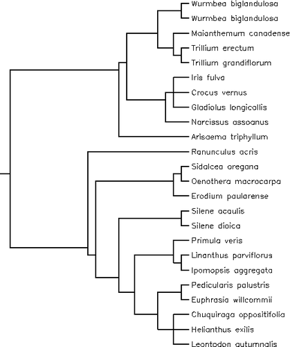 Appendix 3 Phylogenetic tree including the species of the alpine-lowland plants data set obtained using the online software utility Phylomatic ( Citation Webb and Donoghue, 2004 ) and constructed with the Citation Davies et al. (2004) phylogeny for angiosperms. We set the branch lengths to unity. Appendix 3
