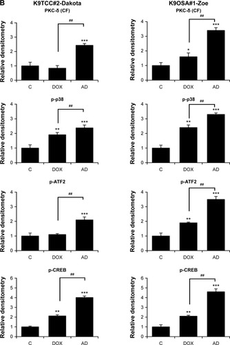 Figure 4 AD198 (AD) and DOX activated the PKC-δ pathway in tested K9TCC and K9OSA cell lines.