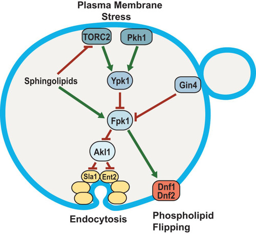 FIG 8 Fpk1 protein kinase is a signaling node that controls membrane permeability and the efficiency of endocytosis. In cells stressed by a diminution in the supply of sphingolipids, Fpk1 is less active for two reasons: (i) lack of direct stimulation by MIPC (Citation23) and (ii) inhibitory phosphorylation by Ypk1, which is activated in a TORC2-dependent manner when sphingolipids are limiting (Citation6, Citation7). The cell cycle-regulated protein kinase Gin4 also inhibits Fpk1; thus, Fpk1 is also downregulated when Gin4 is active (Citation31). Fpk1, in turn, phosphorylates and stimulates the flippases Dnf1 and Dnf2 and, as shown in this study, phosphorylates and negatively regulates Akl1. One function of Akl1 is to impede endocytosis by phosphorylation of multiple endocytic factors (including Sla1, Ent2, and Pan1), which disables their function. Thus, when Fpk1 activity is high, Akl1 function is downregulated and endocytosis can proceed; when Fpk1 activity is low, Akl1 function is released from inhibition, causing phosphorylation of it targets and thereby down-modulating the efficiency of endocytosis. Two concomitant changes in PM composition ensue when Fpk1 activity is decreased: aminoglycerophospholipid content in the outer leaflet remains higher due to lack of Fpk1-mediated stimulation of the flippases, and bulk membrane and lipid internalization via clathrin-mediated endocytosis is impeded. Both effects contribute to conferring elevated resistance to certain toxic xenobiotic compounds, such as doxorubicin and hygromycin B.