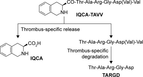Figure 11 Hypothesized thrombus-specific release of IQCA and Thr-Ala-Arg-Gly-Asp from IQCA-TAVV.Abbreviations: IQCA-TAVV, 3S-1,2,3,4-tetrahydroisoquinoline-3-carbonyl-Thr-Ala-Arg-Gly-Asp(Val)-Val; IQCA, 3S-1,2,3,4-tetrahydroisoquinoline-3-carboxylic acid.