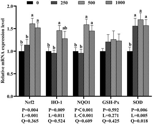 Figure 5. Effects of dietary rutin on the mRNA expressions of antioxidant-related genes in jejunal mucosa of 42-day-old broilers. Note: a, b means within the same gene of the histogram with different superscript differ significantly (P < 0.05). Nrf2, nuclear factor erythroid-2-related factor 2; HO-1, heme oxygenase-1; NQO1, NAD(P)H quinone oxidoreductase 1; GSH-Px, glutathione peroxidase; SOD, superoxide dismutase. 0, basal diet (control group); 250, 500 and 1,000, basal diet further supplemented with 250, 500 and 1,000 mg rutin/kg, respectively. Q and L are the quadratic and linear responses, respectively, to the levels of dietary supplementation with rutin.