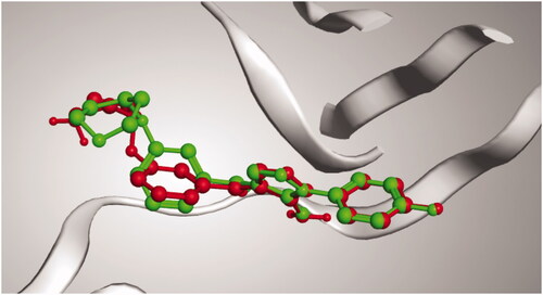 Figure 10. 3D representation of the superimposition of the co-crystallised (red) and the docking pose (green) of PQA in the active site of p38alpha MAP kinase enzyme.