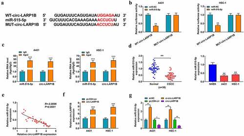 Figure 3. miR-515-5p is a direct target of circ-LARP1B in CSCC cells. (a) Circular RNA interactome database predicted the interaction between circ-LARP1B and miR-515-5p. (b) The interaction between circ-LARP1B and miR-515-5p was confirmed by dual-luciferase reporter assay. (c) The target relationship between circ-LARP1B and miR-515-5p was verified by RIP assay. (d) The expression of miR-515-5p in CSCC tissues and cell lines was detected by RT-qPCR. (e) The linear correlation between the expression of circ-LARP1B and miR-515-5p in CSCC tissues was analyzed by Pearson’s correlation coefficient. (f) The overexpression efficiency of circ-LARP1B ectopic expression plasmid in CSCC cells was analyzed by RT-qPCR. (g) The expression of miR-515-5p was detected in CSCC cells transfected with si-NC, si-circ-LARP1B, pLCDH-cir, or circ-LARP1B plasmid by RT-qPCR. *P < 0.05, **P < 0.01, ***P < 0.001.