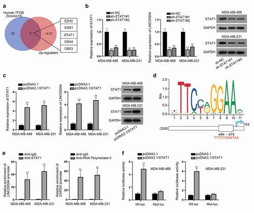 Figure 3. LINC00504 up-regulation is induced by STAT1. (a) Venn diagram showed 5 predicted up-regulated transcription factors in GEPIA database. (b,c) RT-qPCR assay was conducted to examine the expression of LINC00504 and STAT1 under different treatment and western blot assay was utilized to detect the STAT1 protein level. (d) The predicted binding regions of STAT1 on LINC00504 promoter were presented. (e,f) ChIP and luciferase reporter assays further certified the binding relationship between STAT1 and LINC00504 promoter. **P < .01.
