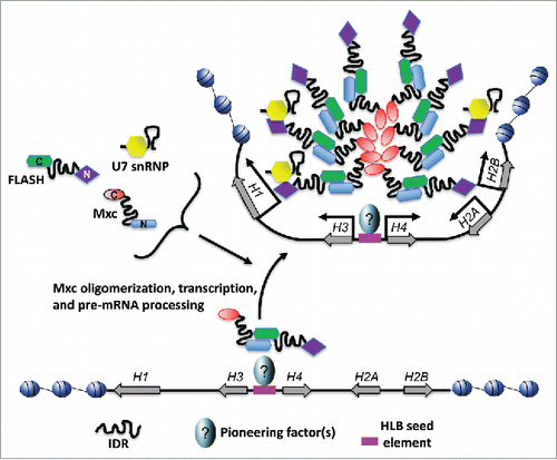 Figure 3. Schematic of Drosophila HLB assembly. The Drosophila replication dependent histone locus is organized as a tandem array of ∼100 copies of a 5 kb sequence containing one copy of each of the five RD histone genes. A sequence between the H3/H4 genes recruits Mxc and FLASH. Subsequent recruitment of other HLB components including U7 snRNP and Mute requires transcription initiation and results in maturation of a complete HLB. The result is a molecular environment that organizes the histone gene array and its accompanying trans-acting factors for efficient histone mRNA transcription and pre-mRNA processing.