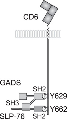 FIG 7 Model for bivalent recruitment of the GADS/SLP-76 complex by CD6. The GADS and SLP-76 SH2 domains bind to the phosphorylated tyrosine residues Y629 and Y662, respectively. The C-terminal SH3 domain of GADS binds to a proline-rich region of SLP-76, and we provide evidence that the GADS/SLP-76 complex binds bivalently to the CD6 C terminus.