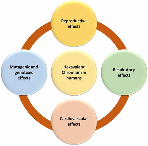 Figure 1. Toxicological effects of hexavalent chromium on humans.