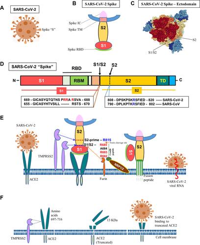 Figure 1 Molecular mechanism of SARS-CoV-2 infection. (A) Schematic diagram of SARS-CoV-2. (B) “Spike” protein structure and its various operative parts. (C) Cryo-EM structure of “spike” – ectodomain was visualized, S1/S2 junction and S2 cleavage sites were marked by NGL viewer (PDB ID: 7CN9). (D) Schematic diagram of “spike” protein (S) with various functional domains. (E) The diagram shows the entry of SARS-Co-V-2 into a host cell. “Spike” recognizes ACE2 protein and binds to it via the S1 subunit. Subsequently, the S1 is cleaved at the S1/S2 junction with unique amino acid motifs, R682, R683, and R685, or within the S2 subunit by TMPRSS2 and furin that facilitates the structural restriction of S1 on S2. Neuropilin-1 (NRP1) was shown to attach furin-cleaved substrates (S1) in the “C-end rule” CendR motif that potentiates SARS-CoV-2 infectivity. This process releases the internal fusion peptide attached to the spike TM domain for successful viral and cellular membrane fusion. This enables the viral genome to enter the host cell. (F) Diagrammatic representation of TMPRSS2-mediated cleavage of ACE2. The TMPRSS2 could cleave ACE2 at amino acids 697–716 and that results in chopping of a 13 kDa ACE2 fragment and facilitate viral infectivity. The fragment can be easily detected in the cell culture medium.