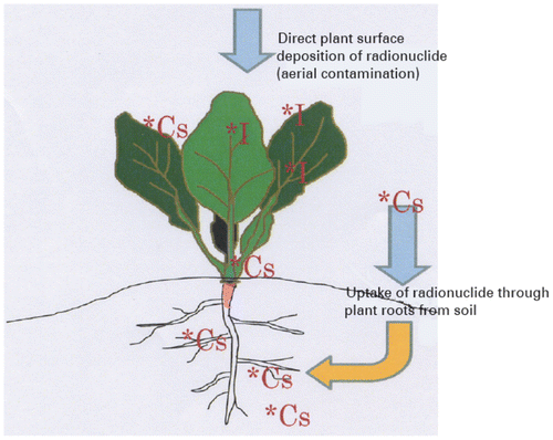 Figure 2. Uptake of radiocaesium through differetn parts of the plants.