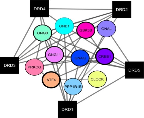 Figure 2 The network of the genes which linked directly with dopaminergic receptors genes in OA disease. The borders’ thicknesses of circles nodes indicate absolute LogFc.