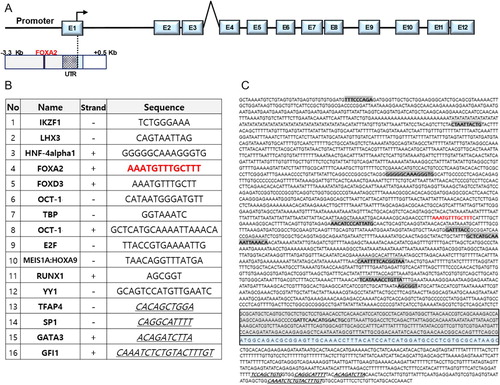 Figure 3. Putative cis-acting elements in the promoter region (3899 bp) of trim46a. Putative cis-acting elements defined by the Transfac database (Wingender et al. Citation1996). (A) Schematic representation of zebrafish trim46a genomic region. Twelve exons (E1 to E12) and eleven introns are depicted; the translation initiation site is indicated with an arrow. (B) List of the sixteen transcription factors which might bind to their corresponding response elements within the trim46a promoter (3899 bp). (C) The putative transcription factors are highlighted in bold and blue color represents exon1 (Cut-off p-value = 0).