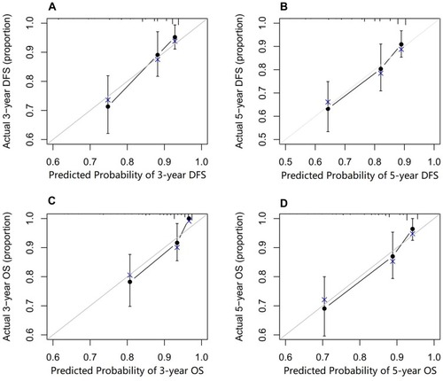 Figure 4 Calibration curves for predicting the OS and DFS for patients with triple-negative breast cancer in the training group at (A, C) 3 years and (B, D) 5 years. Nomogram-predicted probability is plotted on the x-axis and the actual survival is plotted on the y-axis.Abbreviations: DFS, disease-free survival; OS, overall survival.