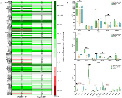 Figure 5. Astrocytes infection by RVFV induces inflammatory and antiviral responses at the mRNA level but not at the protein level. (A) Analyse of immune response induced by RVFV-infected astrocytes (MRU25010-30 and Mayotte 2008, MOI 0.1) after 48 h post-infection (hpi) assayed by measuring gene mRNA upregulated (green) or downregulated (red) expression with RT-qPCR using fold-change method standardized on housekeeping genes. All presented results have a p-value < .05 (t-test) or ns for non-significant. (B) Cytokines secreted in RVFV-infected astrocytes (MRU25010-30 and Mayotte 2008, MOI 0.1, 2 dpi) were measured using FACS multiplex assays (LOD: Limit of Detection) and compared to mock concentration (Mann–Whitney test compared to mock concentration, p-value: *p < .05, **p < .01, ***p < .001, ****p < .0001, with black bar for both strains, and without a bar when only one strain is considered).