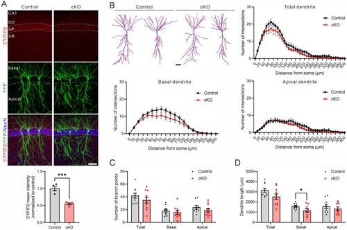 Figure 1. Dendritic morphology of CA1 pyramidal neurons in 17-month-old Cyfip2 cKO mice. (A) Representative confocal images of CYFIP2, YFP, and NeuN immunofluorescent staining in the hippocampal CA1 region of 17-month-old control (Cyfip2floxed/floxed;Thy1-YFP) and Cyfip2 cKO (Cyfip2floxed/floxed;CaMKIIα-Cre;Thy1-YFP) mice. Quantification of CYFIP2 mean intensity in the stratum pyramidale (SP) layer. CA, cornu ammonis; DG, dentate gyrus; SO, stratum oriens; SR, stratum radiatum. Scale bar, 100 μm. (B) Representative dendritic morphologies (traced by Imaris) of CA1 pyramidal neurons in 17-month-old control and Cyfip2 cKO mice. Scale bar, 40 μm. Quantification of Sholl analysis (for total, basal, and apical dendrites). (C) Quantification of dendritic branch points. (D) Quantification of dendritic length. N = 10 neurons per genotype.