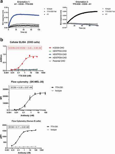 Figure 2. Anti-CD39 mAb, TTX-030, binds to CD39 with high affinity and specificity. A, TTX-030 Fab binds to a distinct epitope from anti-CD39 clone A1 mAb as measured by biolayer interferometry (BLI). Left panel, A1 mAb was captured to anti-murine IgG Fc biosensors and saturated with rhCD39-ECD. The competition association step sensorgram is shown with TTX-030 Fab, but not A1 or isotype control, producing a BLI binding response. Right panel, TTX-030 Fab was captured to anti-human Fab-CH1 biosensors and saturated with rhCD39-ECD. The competition association step sensorgram is shown with A1, but not TTX-030 Fab or isotype control, producing a BLI binding response. B, By cellular ELISA, TTX-030 had a subnanomolar EC50 for CHO cells overexpressing human CD39 but did not bind CHO cells overexpressing other extracellular human NTPDases. By flow cytometry, TTX-030 had a subnanomolar EC50 for SK-MEL-28 and primary human B cells. Error bars, S.D.; n= 3. MFI, mean fluorescence intensity.