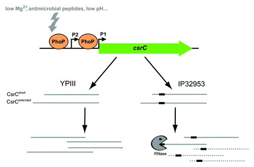 Figure 9. Model of PhoP-dependent regulation of csrC transcription. The current model displays PhoP-dependent regulation of csrC expression and derivative-specific differences in CsrC transcript stability in Y. pseudotuberculosis YPIII and IP32953. Expression of csrC is positively regulated by PhoP via direct DNA-interaction. PhoP stimulates csrC expression from two distinct promoters resulting in two CsrC isoforms. IP32953 CsrC carries an additional 20 nucleotides stretch (black box) leading to decreased CsrC stability.