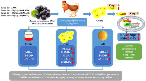 Figure 5. Dietary aronia melanocarpa (AM) supplementation activates the Keap1/Nrf2 antioxidant pathway to inhibit the oxidative stress caused by ageing in ovary of late laying hens. ↑means increase; ↓means decrease.
