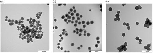 Figure 2. TEM images of (a) MSNs, (b) MSN-APTES and (c) MSN-APTES-chitosan samples. The images from left to right show MSNs, MSN-APTES and MSN-APTES-chitosan (scale bar: 200 nm).