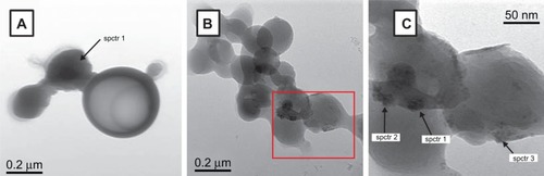 Figure 3 Transmission electron microscopy images of poly-lactide-co-glycolide iron oxide nanoparticles. In particular, two different exemplificative transmission electron microscopy images are representative of the whole sample in (A, B). Panel C is referring to enlargement of area in the red rectangle in panel B, with higher magnification. The points submitted to EDS analysis are indicated with spctr 1, spctr 2 and spctr 3.
