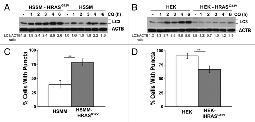 Figure 5. RAS has opposite effects on autophagy in genetically defined immortalized human skeletal muscle myoblasts (HSMM) and human embryonic kidney cells (HEK). (A and B) Immortalized HSMM (A) or HEK cells (B) with or without stable expression of HRASG12V were treated with CQ (30 μM) for the indicated time points and then cells were lysed and immunoblotted for LC3 and ACTB. (C and D) GFP tagged LC3-expressing HSMM (C) or HEK cells (D) cells with or without HRASG12V were analyzed for puncta formation using fluorescence microscopy. **P < 0.01