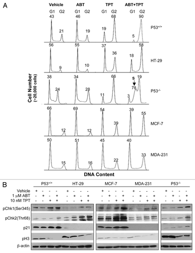 Figure 1 Treatment effect on cell cycle and key cell cycle checkpoint proteins and kinases. (A) Cell cycle effects by treatments examined by flow cytometry. Cells were exposed to 1 µM veliparib, 10 nM topotecan alone or in combination for 24 h. Numbers above G1, S and G2 peaks indicate the percentage of cells in each phase of the cell cycle. Shown are the representative data of three independent experiments. (B) Protein gel blotting analyses of p21CDKN1A expression, activation of Chk1 and Chk2, and histone H3 phosphorylation (pH 3) after treatments for 24 h. Shown are the representative results of at least two independent experiments. ABT, veliparib; TPT, topotecan.